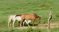 4K Horses in Cades Cove 2 4k or 4k+ Resolution