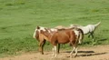 4K Horses in Cades Cove 3 4k or 4k+ Resolution