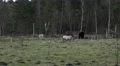 4k Horses graze on marshland meadow awaiting spring season 4k or 4k+ Resolution