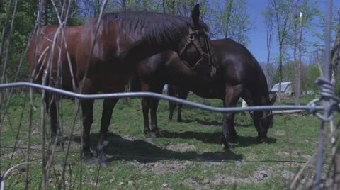 4k horses grazing camera ascends behind fence Stock Footage 64218588