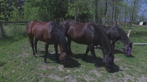 4k horses grazing panning view Stock Footage 64218655