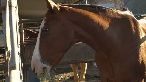 4K Horses in the stables Stock Footage 86665586