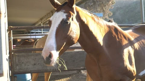 4K Horses in the stables Stock Footage 86667344
