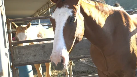 4K Horses in stables Vidéo 86667545