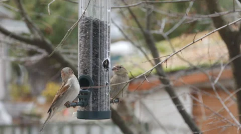 4K A house sparrows, busy activity at the feeder. Video stock 56908232