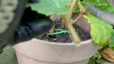 4k how to propagate begonia Stock Footage 218386581