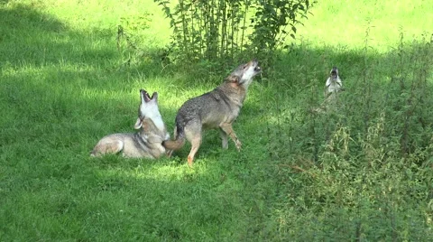 4k Howling wolves in grassy landscape at a sunny summer day Stock Footage 40705993