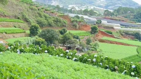 4K HQ: Hydrangea Fields &amp; Terraced Farms on Verdant Hills Stock Footage 310398738