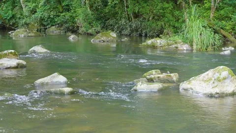 4K HQ: Serene Forest Stream - Mossy Rocks &amp; Clear Water Flow Stock Footage 310398744