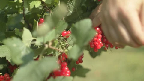 4K Human Hand Picking Red Currant  Stock Footage 93068894