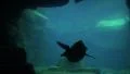 4k Humboldt penguin swimming in underwater cave 4k or 4k+ Resolution