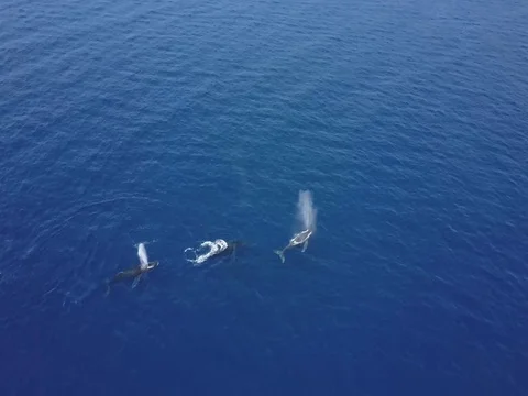 4K Humpback Whales Stock Footage 76032313