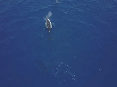 4k Humpback Whales Stock Footage 76032314