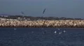 4k Hungry seagulls at coastal river Lagos city harbor Portugal 4k or 4k+ Resolution