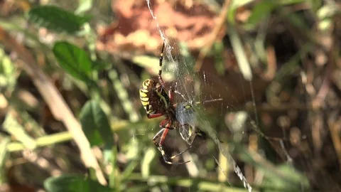 4K Hungry spider capture insect on nest web closeup giant arachnid on spiderweb Stock Footage 80067437
