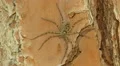4K Huntsman Spider (Heteropoda venatoria) Male 1 4k or 4k+ Resolution