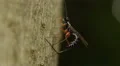 4K Ichneumon Wasp (Rhyssella nitida) - Female Ovipositing 4k or 4k+ Resolution