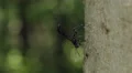 4K Ichneumon Wasp (Xorides stigmapterus) - Female Ovipositing 4k or 4k+ Resolution