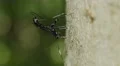 4K Ichneumon Wasp (Xorides stigmapterus) - Female Ovipositing 4k or 4k+ Resolution