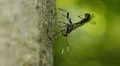 4K Ichneumon Wasp (Xorides stigmapterus) - Female Ovipositing 4k or 4k+ Resolution