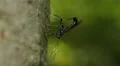 4K Ichneumon Wasp (Xorides stigmapterus) - Female Ovipositing 4k or 4k+ Resolution