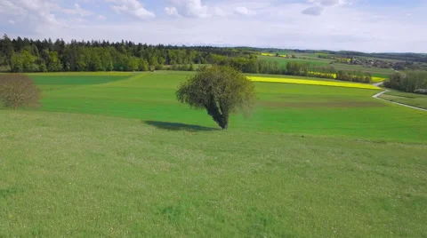 4K iconic Tree aerial shot Stock Footage 63141799