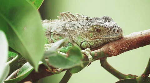 4k Iguana close up shot. Stock Footage 31721973