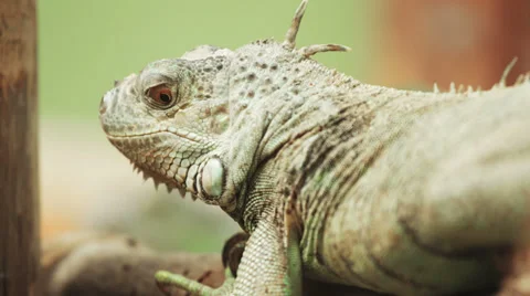 4k Iguana close up shot with red camera. Stock Footage 31738151