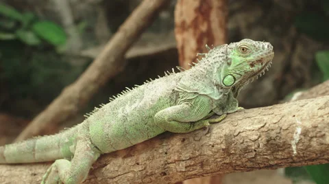 4k Iguana close up shot with red camera. Stock Footage 31738533
