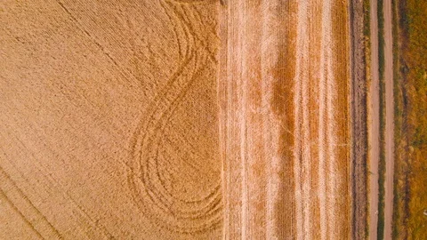 4K impressive flight over a working combine harvesting tons of ripe barley Stock Footage 126655480