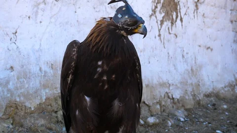 4K, Impressive Mongolian royal eagle with the falconry hood Stock Footage 99363316