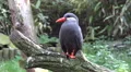4k Inca tern waterbird very close up 4k or 4k+ Resolution
