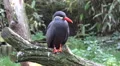 4k Inca tern waterbird very close up 4k or 4k+ Resolution