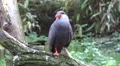 4k Inca tern waterbird very close up 4k or 4k+ Resolution