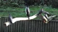 4k Inca tern waterbirds and Guanay cormorant close up 4k or 4k+ Resolution