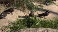 4k Inca tern waterbirds close up on grassy bottom 4k or 4k+ Resolution