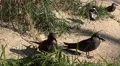 4k Inca tern waterbirds close up on grassy bottom 4k or 4k+ Resolution