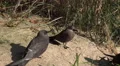 4k Inca tern waterbirds close up on grassy bottom 4k or 4k+ Resolution