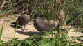 4k Inca tern waterbirds close up on grassy bottom 4k or 4k+ Resolution