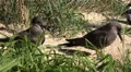 4k Inca tern waterbirds close up on grassy bottom 4k or 4k+ Resolution
