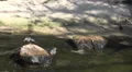 4k Inca terns waterbirds in bird paradise preserve 4k or 4k+ Resolution