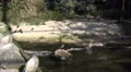 4k Inca terns waterbirds in bird paradise preserve 4k or 4k+ Resolution