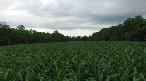 4k Indiana Corn Field Backward Low Height Vidéo 51558281