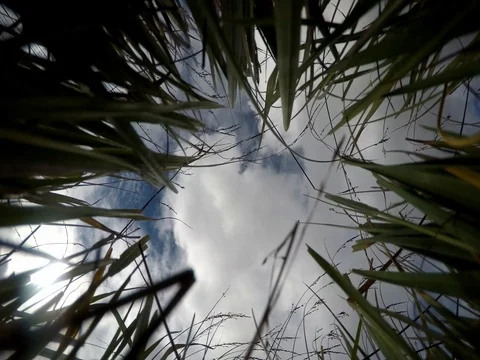 4K Insects' View Of The Clouds Through The Long Grass Stock Footage