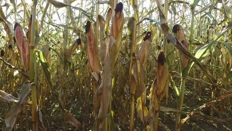 4K. Inside the ripe corn field, which ready for harvesting. Close-up view. Stock Footage 71888731