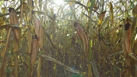 4K. Inside the ripe corn field, which ready for harvesting. 動画素材 71888812