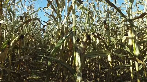 4K. Inside the ripe corn field, which ready for harvesting. Close-up view. Video stock 71889097