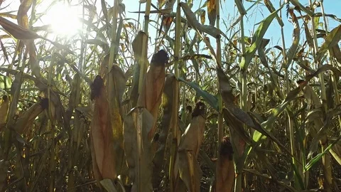 4K. Inside the ripe corn field, which ready for harvesting. Close-up view. Stock Footage 71889395