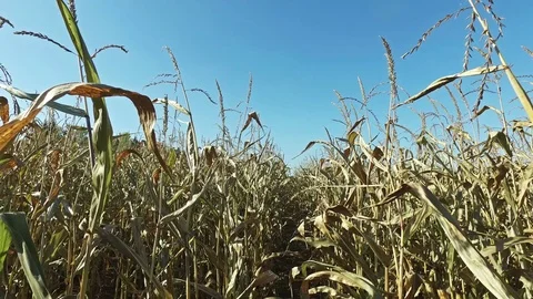 4K. Inside the ripe corn field, which ready for harvesting. Close-up view. Video stock 71889471
