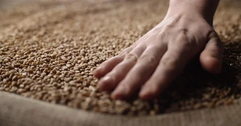 4k Interior close up shot of  hands holding wheat grain in warm light on a jute Stock Footage 61203815